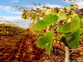 Mirabella Vineyards - Southport Accommodation 0