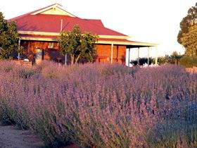 Bella Lavender Estate - Southport Accommodation 0