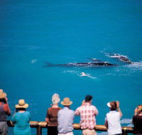 Whale Watching At Head Of Bight - Southport Accommodation