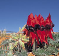Alan Mclellan Lookout - Southport Accommodation