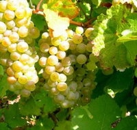 Winstead Vineyard - Southport Accommodation
