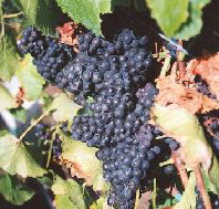 Darlington Vineyard - Accommodation Southport