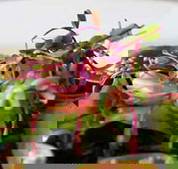 Courgette - Accommodation Southport