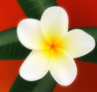 Well Retreat - Day Spa and Teahouse - Accommodation Southport