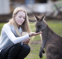 Bonorong Wildlife Sanctuary - Southport Accommodation