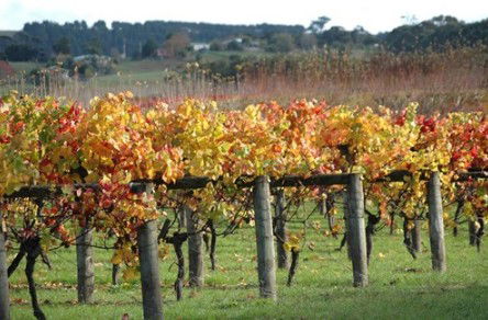 Apsley Gorge Vineyard - Southport Accommodation 0