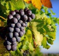 Panorama Vineyard - Accommodation Southport