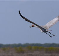 Gayngaru Wetlands Interpretive Walk - Southport Accommodation