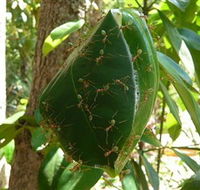 Greenant Creek Walk - Accommodation Southport