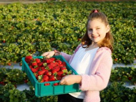 Strawberry Fields - Accommodation Southport 0