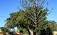 Anzac Avenue Memorial Trees, Beerburrum - thumb 0
