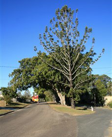 Anzac Avenue Memorial Trees, Beerburrum - Accommodation Southport 0