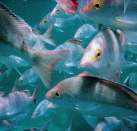 Wolf Rock Dive Site - Accommodation Southport