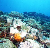 Mudjimba Old Woman Island Dive Site - Accommodation Southport
