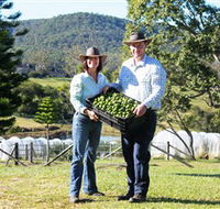 Hinterland Feijoas - Accommodation Southport