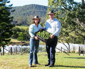Hinterland Feijoas - Southport Accommodation 0