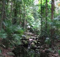 Mossman Gorge Rainforest Circuit Track Daintree National Park - Southport Accommodation