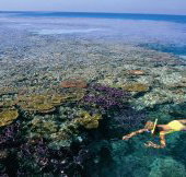 Split Bommie Dive Site - Southport Accommodation