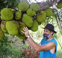 Cape Trib Exotic Fruit Farm - Southport Accommodation