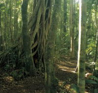 Mount Bithongabel - Accommodation Southport