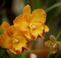 Queens Park - Orchid House - Southport Accommodation