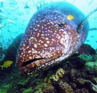 Lady Musgrave Island Dive Sites - Accommodation Southport