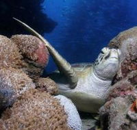 Light House Bommie Dive Site - Accommodation Southport