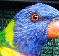 Fraser Coast Wildlife Sanctuary - Southport Accommodation