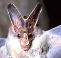 Mount Etna Caves National Park - Accommodation Southport