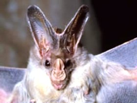 Mount Etna Caves National Park - Accommodation Southport 0