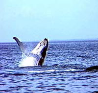 Whale Watching - Accommodation Southport