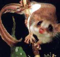 Carrowong Fauna Sanctuary - Southport Accommodation