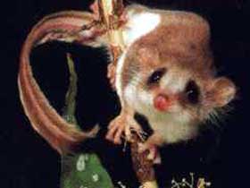 Carrowong Fauna Sanctuary - Southport Accommodation 0