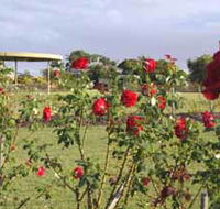 Elizabeth Park Rose Gardens - Southport Accommodation