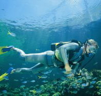 Manta Ray Bommie Dive Site - Accommodation Southport