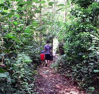 Malanda Falls Rainforest Walk Malanda Falls Conservation Park - Southport Accommodation