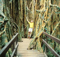 Curtain Fig Tree