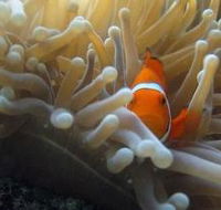 Flat Rock Dive Site - Accommodation Southport