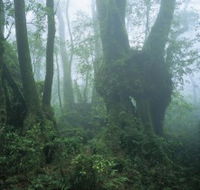 West Canungra Creek Circuit - Accommodation Southport