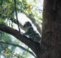 Daisy Hill Conservation Park - Southport Accommodation