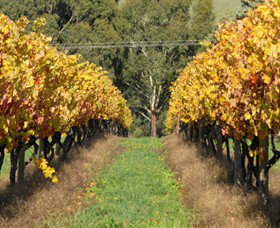 Wild Dog Winery & Restaurant - Accommodation Southport 0