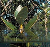 Jawbone Marine Sanctuary - Southport Accommodation