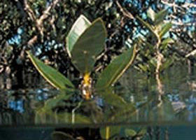 Jawbone Marine Sanctuary - Southport Accommodation 0