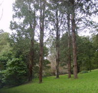 Mount Dandenong Arboretum - Southport Accommodation