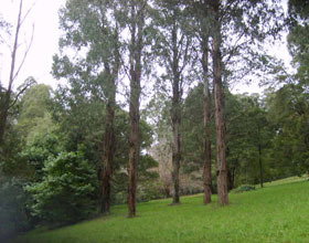 Mount Dandenong Arboretum - Accommodation Southport 0