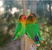 Ballarat Bird World - Accommodation Southport