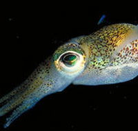 Corner Inlet Marine National Park - Accommodation Southport