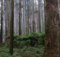 Kinglake National Park - Southport Accommodation