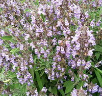 Otway Herbs - Southport Accommodation