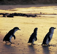 Phillip Island Nature Park - Southport Accommodation